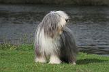 BEARDED COLLIE 283